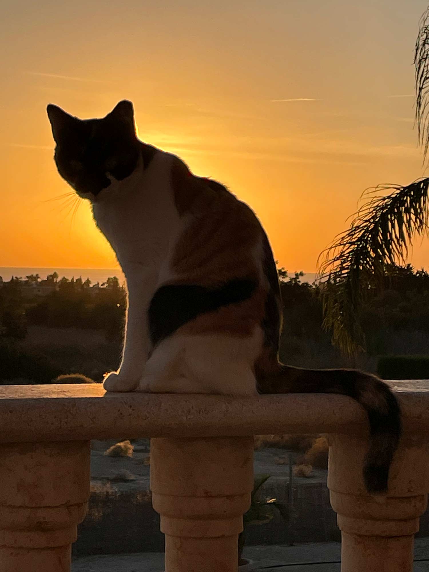 Prisca Baumann - Tierkommunikation & Energiearbeit