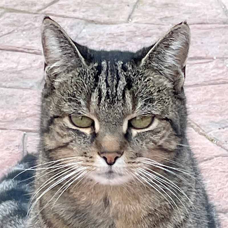 Prisca Baumann - Tierkommunikation & Energiearbeit