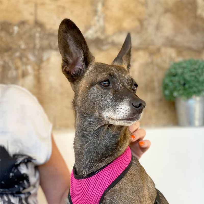 Prisca Baumann - Tierkommunikation & Energiearbeit