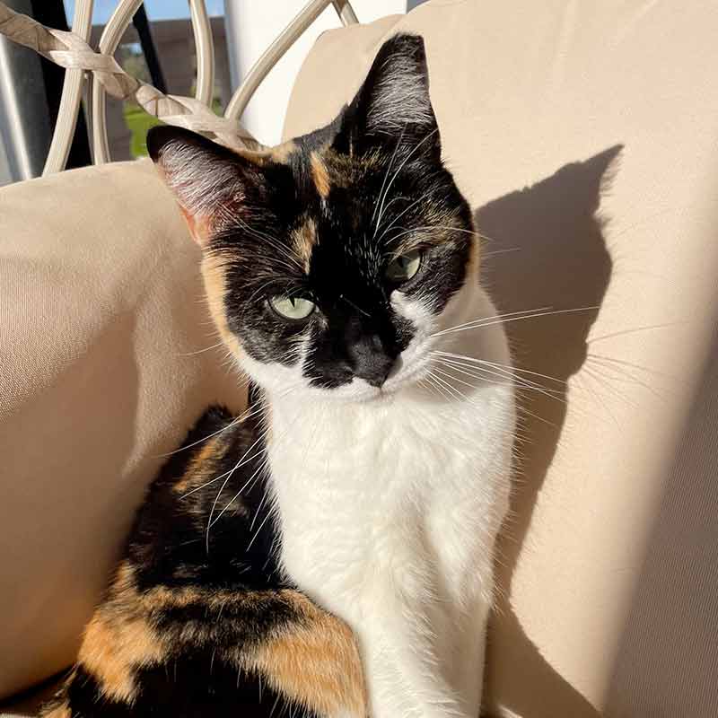 Prisca Baumann - Tierkommunikation & Energiearbeit