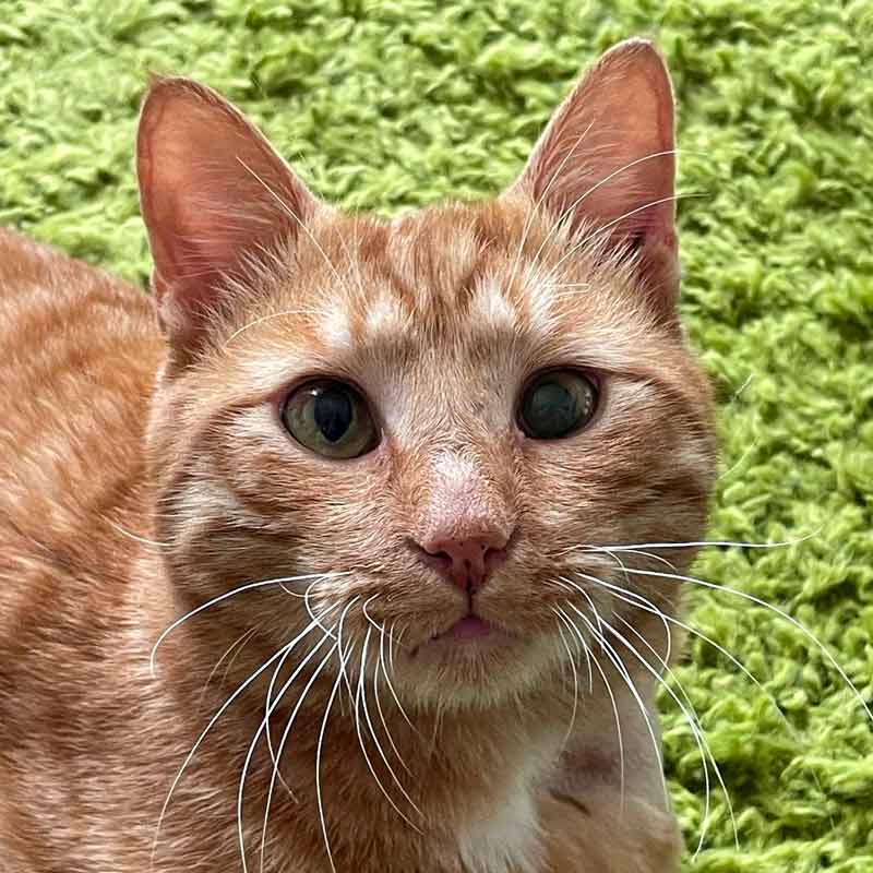 Prisca Baumann - Tierkommunikation & Energiearbeit