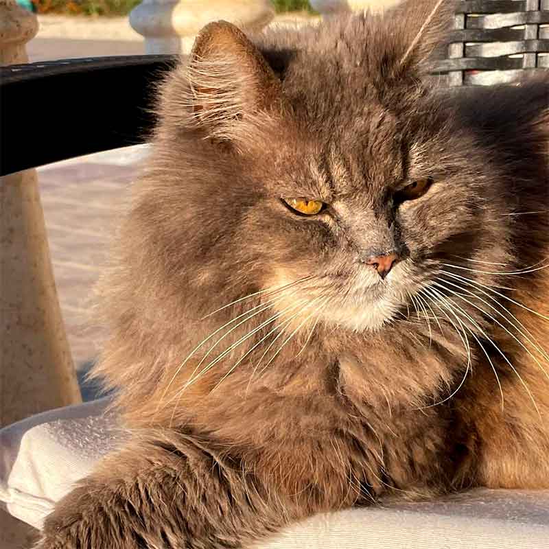 Prisca Baumann - Tierkommunikation & Energiearbeit