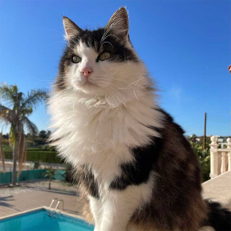 Prisca Baumann - Tierkommunikation & Energiearbeit